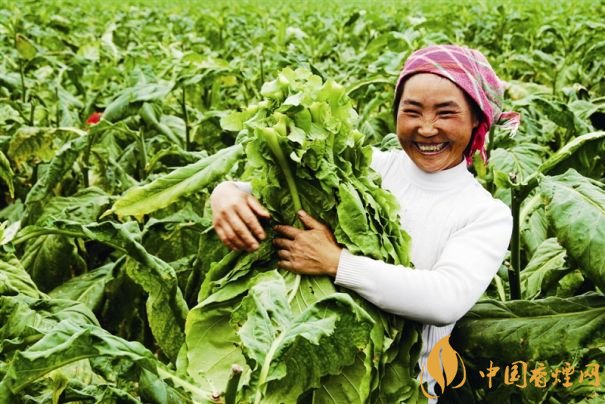 煙葉稅是什么，煙葉稅如何計算