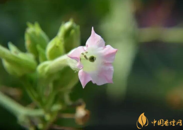 煙草花花語(yǔ)是什么，煙草花什么時(shí)候開(kāi)花