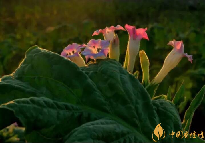 煙草花花語(yǔ)是什么，煙草花什么時(shí)候開(kāi)花