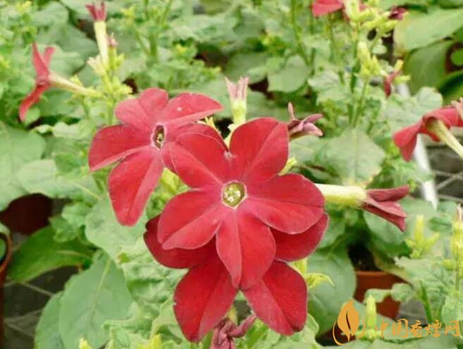 煙草花花語(yǔ)是什么，煙草花什么時(shí)候開(kāi)花