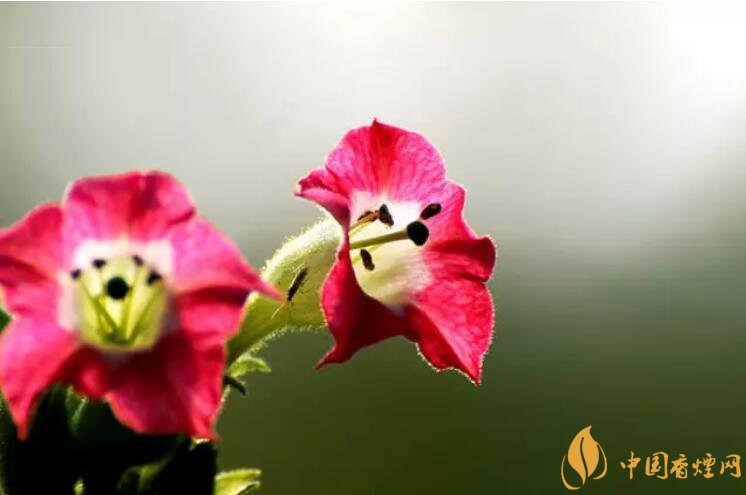 煙草花花語(yǔ)是什么，煙草花什么時(shí)候開(kāi)花